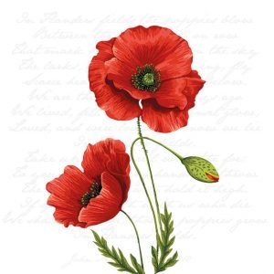 Lunch Napkin - Proud Poppy