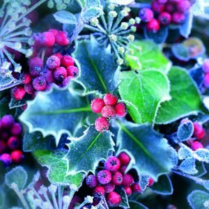 Lunch Napkin - Frozen Holly
