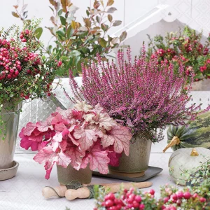 Lunch Napkin - Heather Terrace