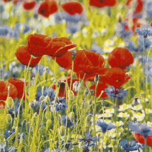 Lunch Napkin - Poppies and Cornflowers
