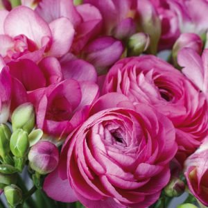 Lunch Napkin - Freesia & Persian Buttercup PINK