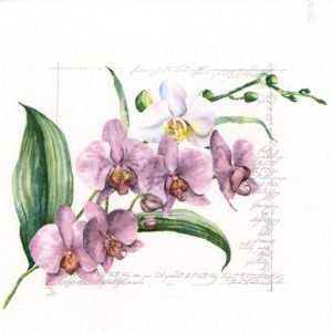 Lunch Napkin - Orchidée PINK